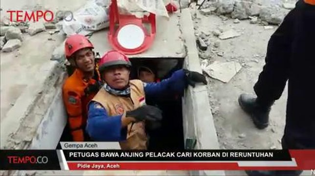 Petugas Bawa Anjing Pelacak Cari Korban Gempa di Reruntuhan