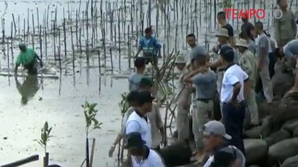 Cegah Abrasi Lantamal Tanam 1.000 Pohon Mangrove di Perairan Untia