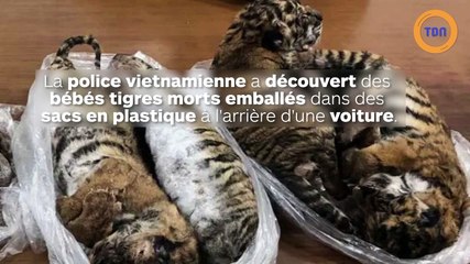 Des bébés tigres morts trouvés dans une voiture