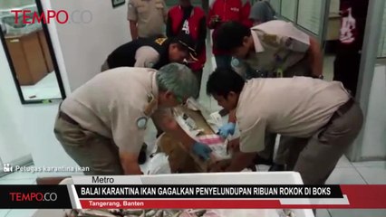 Balai Karantina Ikan Gagalkan Penyelundupan Ribuan Rokok di Boks