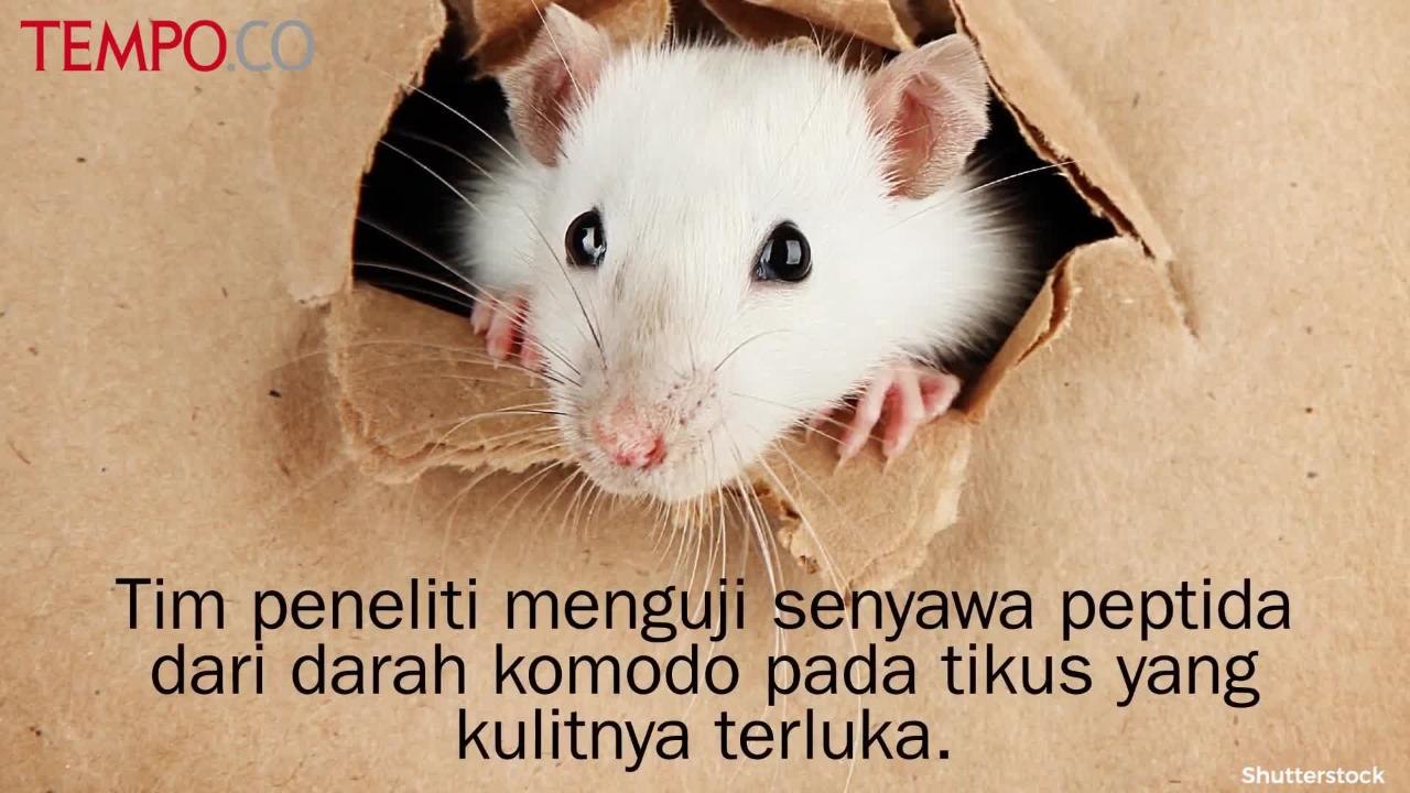 Khasiat Darah Komodo