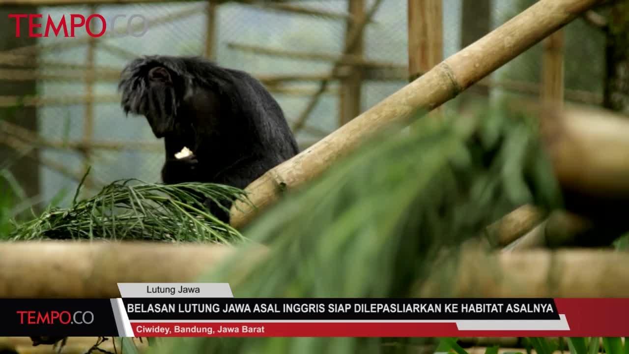 Belasan Lutung Jawa Asal Inggris Siap Dilepasliarkan ke Habitatnya