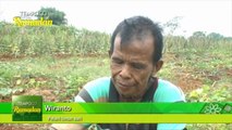 Petani Timun Suri Raup Untung Selama Bulan Ramadan