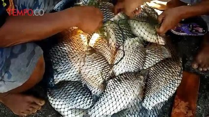 Tradisi Pengurasan Kolam PLTA Jelok Timo, Ribuan Warga Berebut Ikan