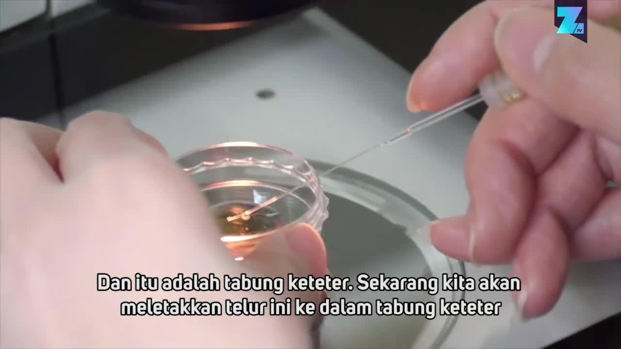 Korsel Mulai Kloning Anjing