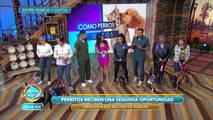 ¿Cómo ayudar a tu mascota si tiene problemas con sus extremidades? | Venga La Alegría