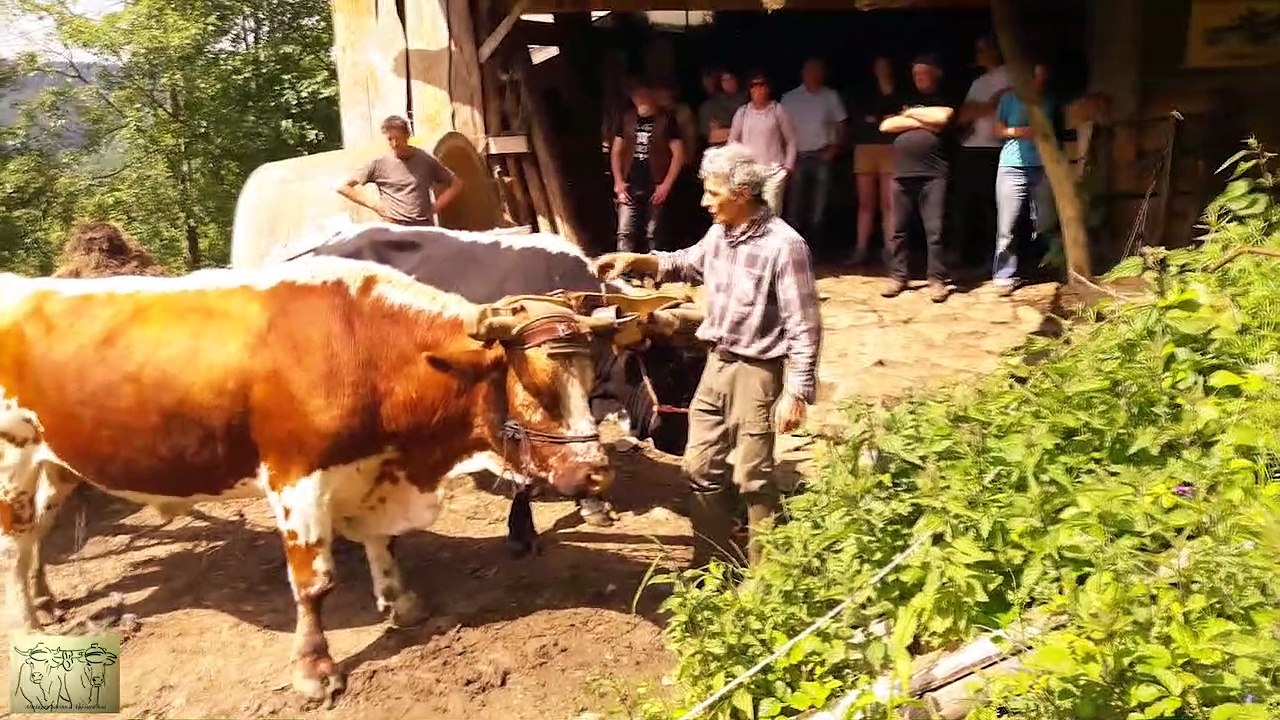 Attelage de boeufs pour la journée technique du 31 mai 2019 sur la ferme de Philippe Kuhlmann à Soulteren (68) partie 2/3
