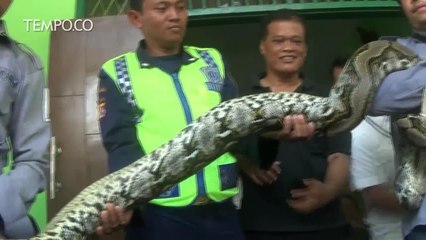 Cari Mangsa, Ular Sanca Masuk ke Pabrik Tepung, Akhirnya