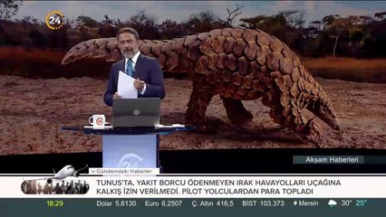 Pangolin pulu ele geçirildi