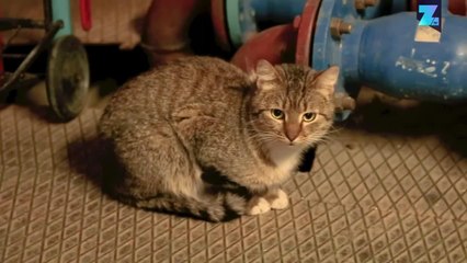 Penjaga Malam Museum Hermitage Rusia