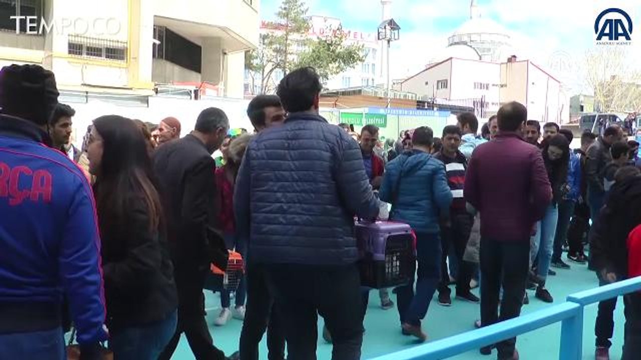 Kontes Kecantikan Kucing, Mengapa Kucing Van Menang