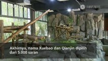 ​Lucunya Tingkah Panda di Taman Shanghai