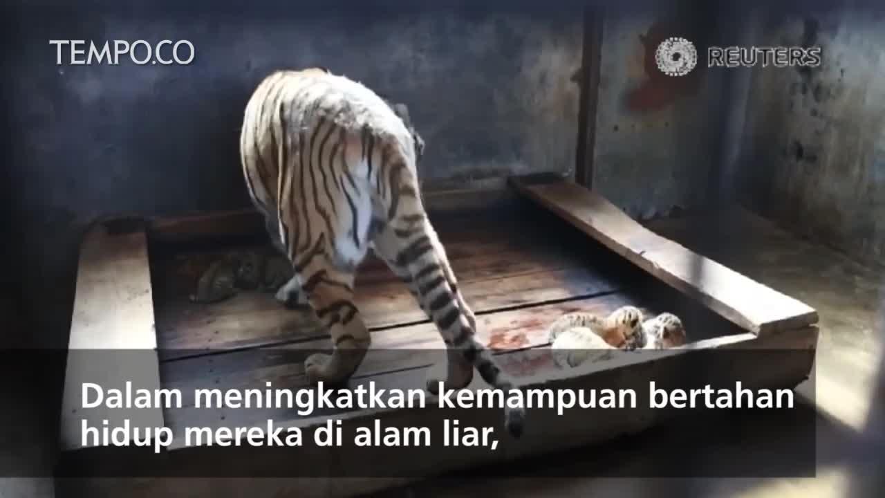 Harimau Manchuria Lahir di Cina