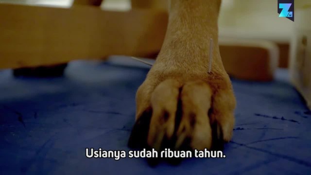 Akupunktur untuk Hewan Peliharaan