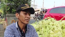 Pedagang Kulit Ketupat Musiman Saat Tradisi Qunut