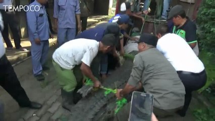 3 Buaya Jumbo Dievakuasi dari Hotel