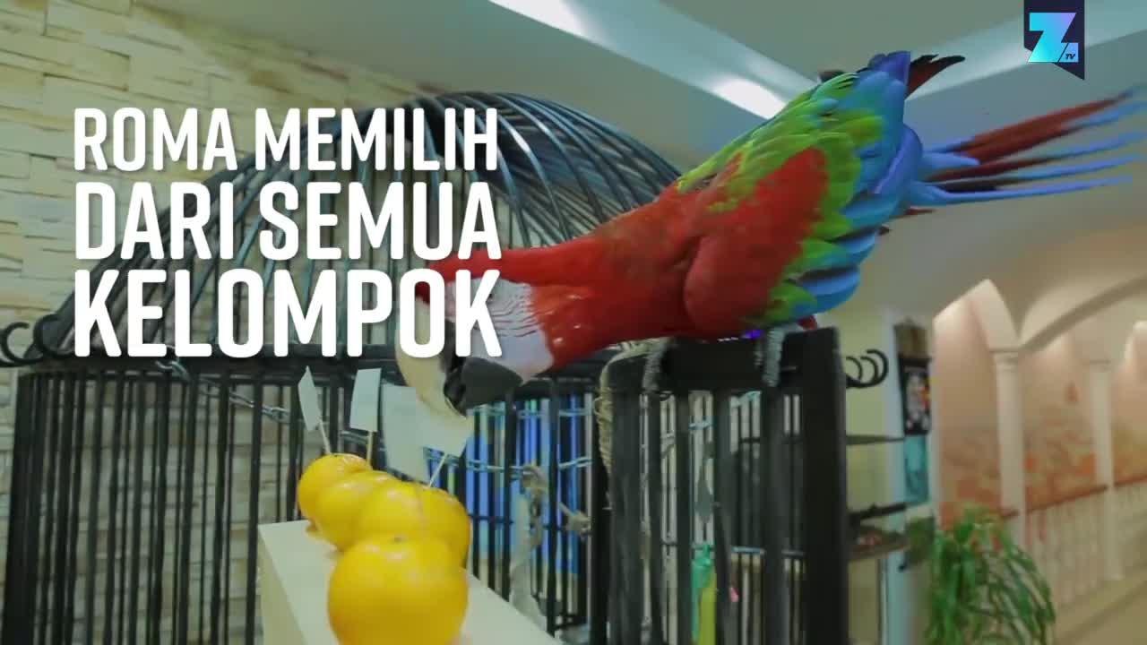 Pemenang Piala Dunia? Burung Beo Peramal Memili...