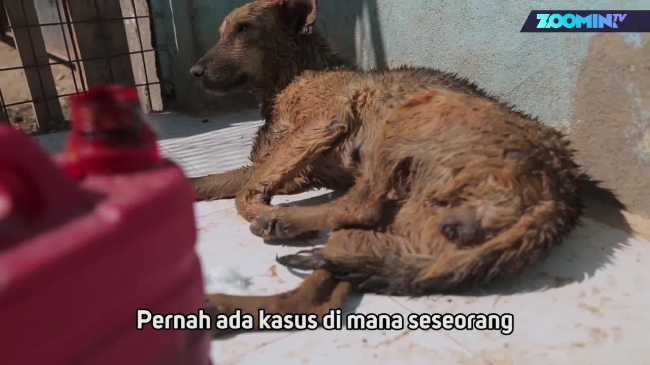 Pelindung Anjing Mesir