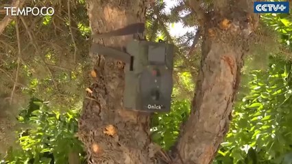 Bintang Muslim Piala Dunia 2018