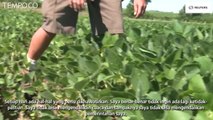 Perang Dagang Amerika dan Cina, Ini Dampak Bagi Petani Kedelai