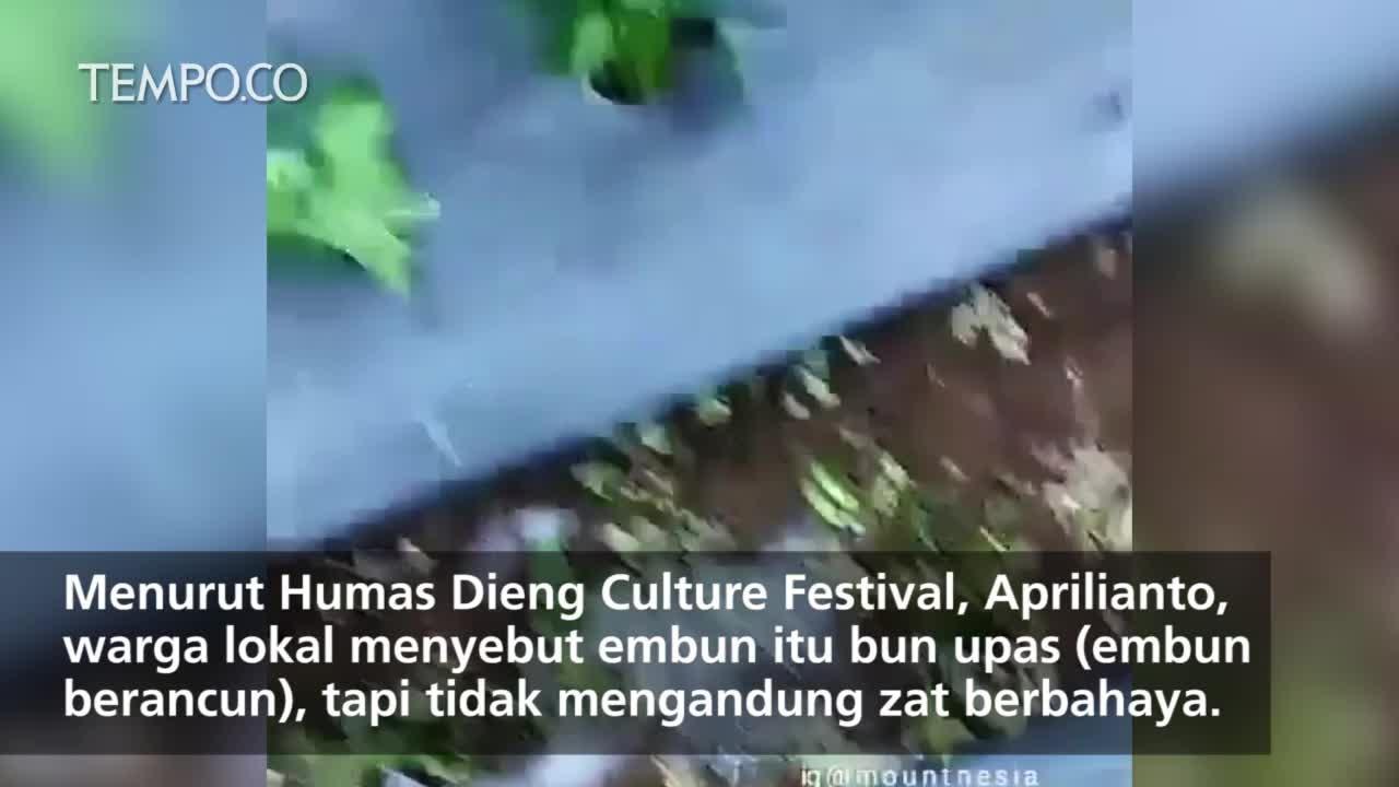 Bun Upas, Fenomena Embun Jadi Es di Dieng, Akan Sampai Oktober