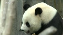 Pesta Ulang Tahun Panda Raksasa Jinhu