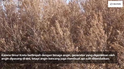 Ratusan Hektar Pohon Zaitun Terbakar di Yunani