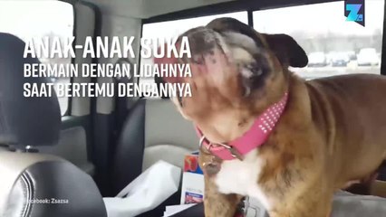 Anjing Paling Jelek 2018: Hal Menarik Tentang Zsa Zsa