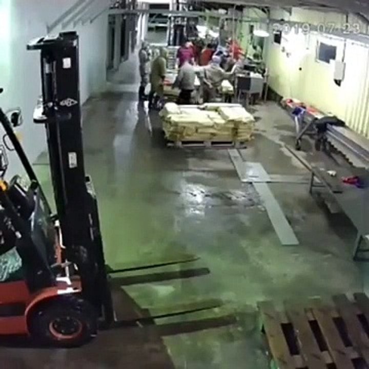 Un ours dans une usine de poissons