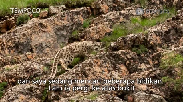 Begini Penampakan Macan Tutul Salju di Dataran Tinggi Cina