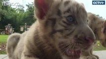 Anak Harimau Putih Kembar Memukau Wisatawan