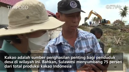 Kisah Petani Kakao untuk Pulih dari Bencana Gempa