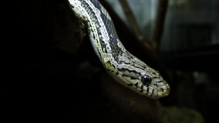 Kendisini sokarak zehirleyen yılanı, ısırarak parçaladı: Yılan öldü, adam hastanelik