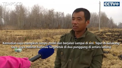 Detik-detik Harimau Siberia Langka Terekam Petani