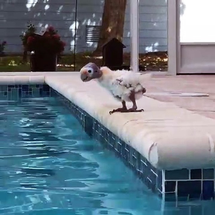 Timid Bird Tries Some Pool Time