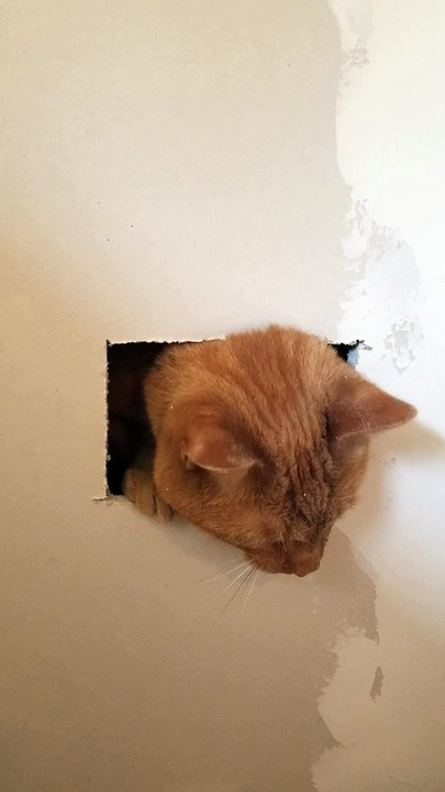 Cat Caught by Contractor's Handy Work