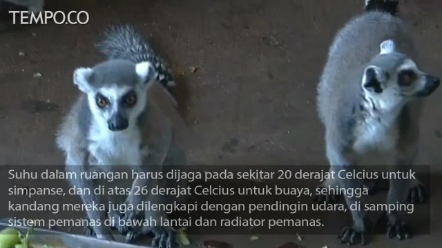 Cara Kebun Binatang Agar Hewan Tetap hangat di Musim Dingin