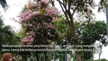 Cantiknya Kota Surabaya Saat Bunga Tabebuya Bermekaran