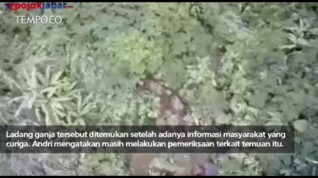 Polres Bogor Temukan Ladang Ganja di Puncak