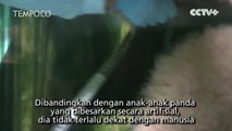 Begini Lucunya Anak Panda Raksasa Belajar Berjalan di Cina