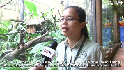 Kera Daun Francois Mulai Hidup Berkelompok di Taman Safari Cina