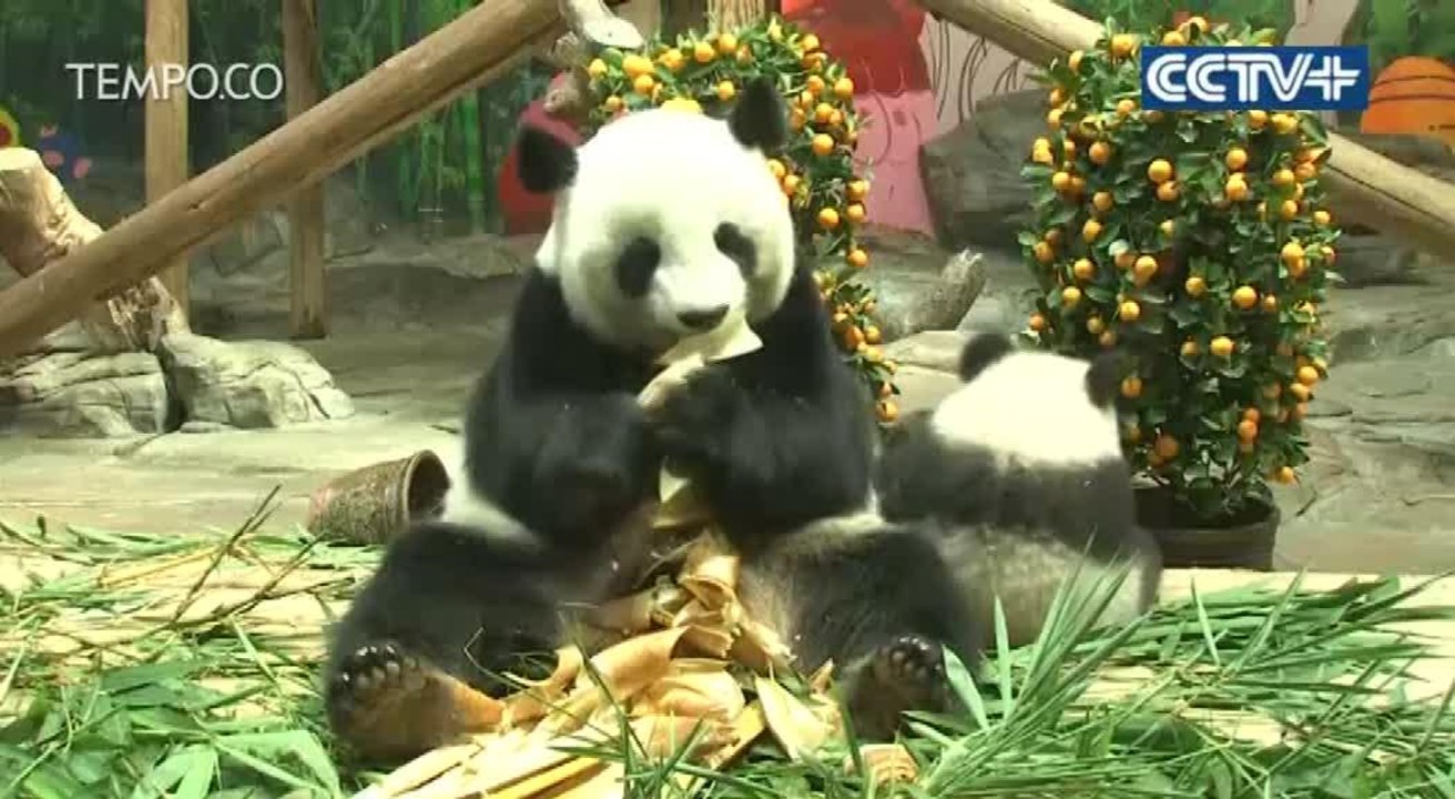 Saat Panda Menikmati Jeruk di Perayaan Imlek