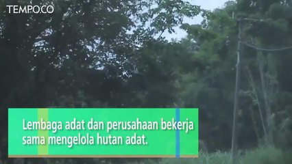 Hutan Adat Marena, Enrekang, Tak Lagi Tertutup