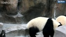 Lucunya Dua Anak Panda Raksasa Main Kuda-kudaan