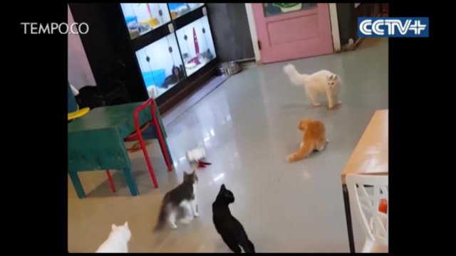 Saat Hewan Peliharaan Asyik Bermain Bersama Robot