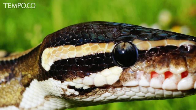 Ular Sanca Kembang Yang Gigit Warga Bekasi Berhasil Ditangkap