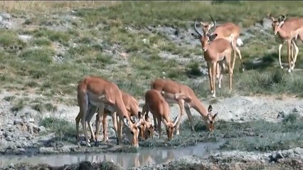 Hipopótamo salva impala fuga leão