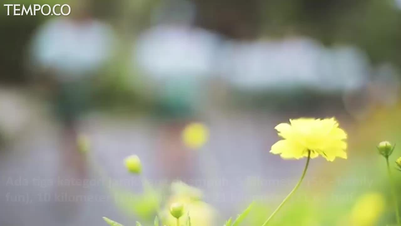 Lomba Lari Volcano Run 2019 Bareng Tempo Diikuti 2.500 Peserta