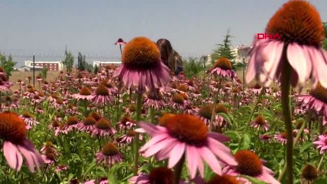 YYÜ'de aromatik ve tıbbi bitki hasadı