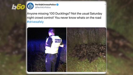 Quack the Case! Scotland Police Ponder Origins of 100 ‘Missing’ Ducklings Found on Roadside